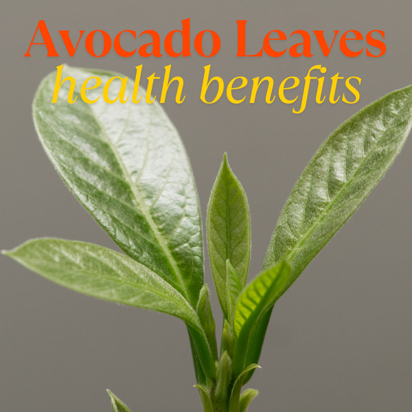 Avocado Leaves Can Do More Than You Think (Especially for Kidneys)
