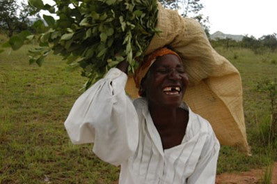African Antioxidants: Nature's Defense Against Aging and Disease