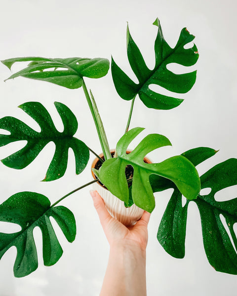 What Will Wellness Look Like in 2021? 3 Wellness Trends That Are Here To Stay