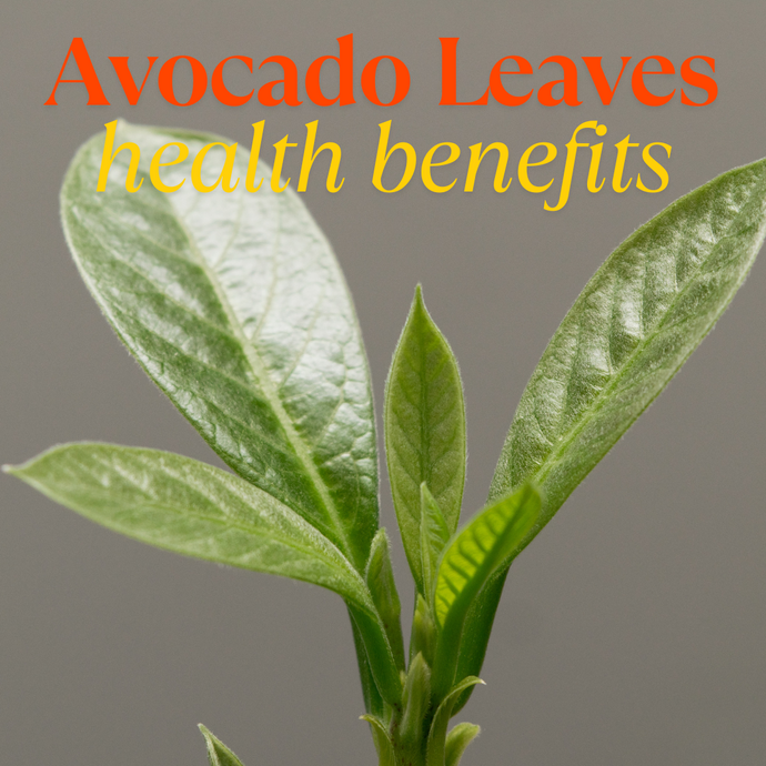 Avocado Leaves Can Do More Than You Think (Especially for Kidneys)