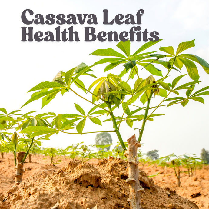 Low on Protein? Cassava Leaves Are Feeding Families and Strengthening Bodies — Without the Price Tag