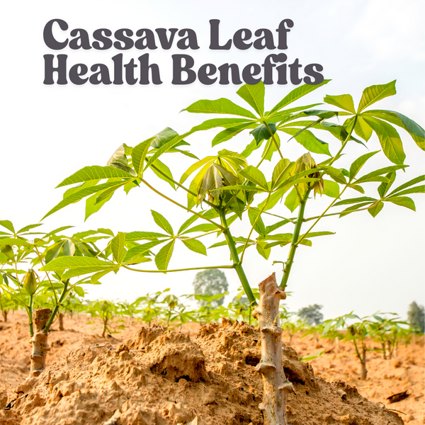 Low on Protein? Cassava Leaves Are Feeding Families and Strengthening Bodies — Without the Price Tag