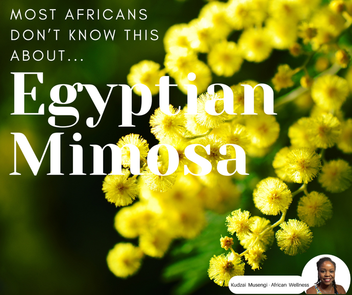 The Health Benefits of Egyptian Mimosa