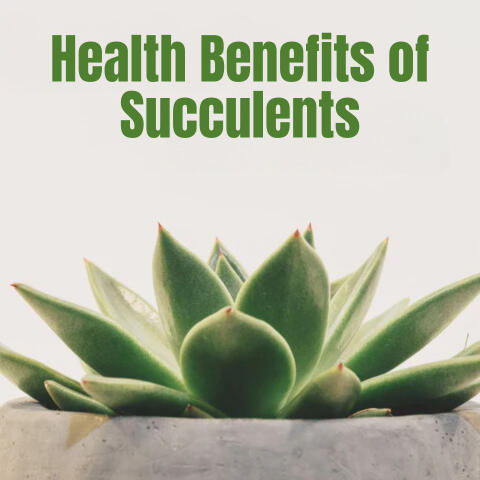 The Health Benefits of Succulents: Nature’s Healers