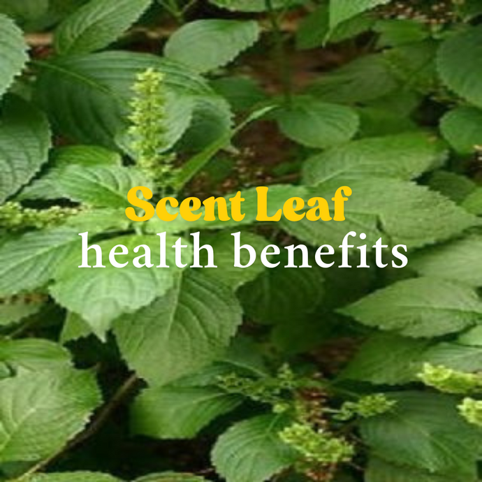 Your Ancestors Used Scent Leaf for Colds and Coughs — So Why Aren’t You?