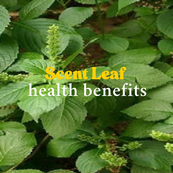 Your Ancestors Used Scent Leaf for Colds and Coughs — So Why Aren’t You?