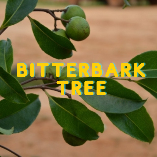 Beyond Traditional Medicine: Exploring The Potent Powers of Bitterbark tree (Cherry Mahogany)