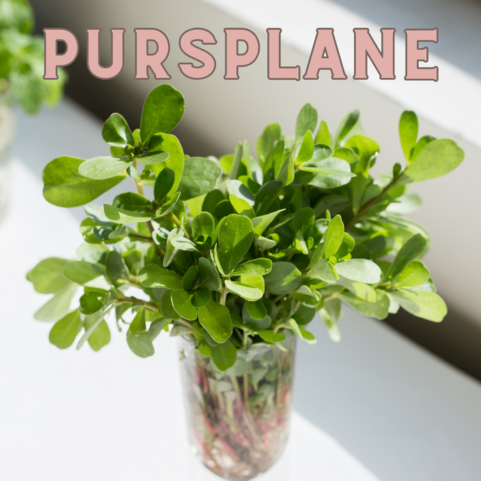 Purslane: Omega-3 Without Fish (Plus How to Identify It Safely)